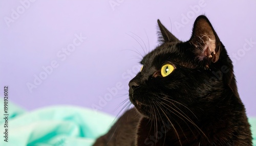 Side profile of a sleek, black feline gazing intently towards the light. Bright yellow eyes contrast against dark fur. Light blue fabric backdrop