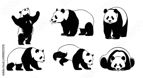 Set of Giant Panda Silhouettes in Various Poses ? Vector Illustration