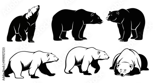 Set of Black and White Bear Illustrations in Various Poses