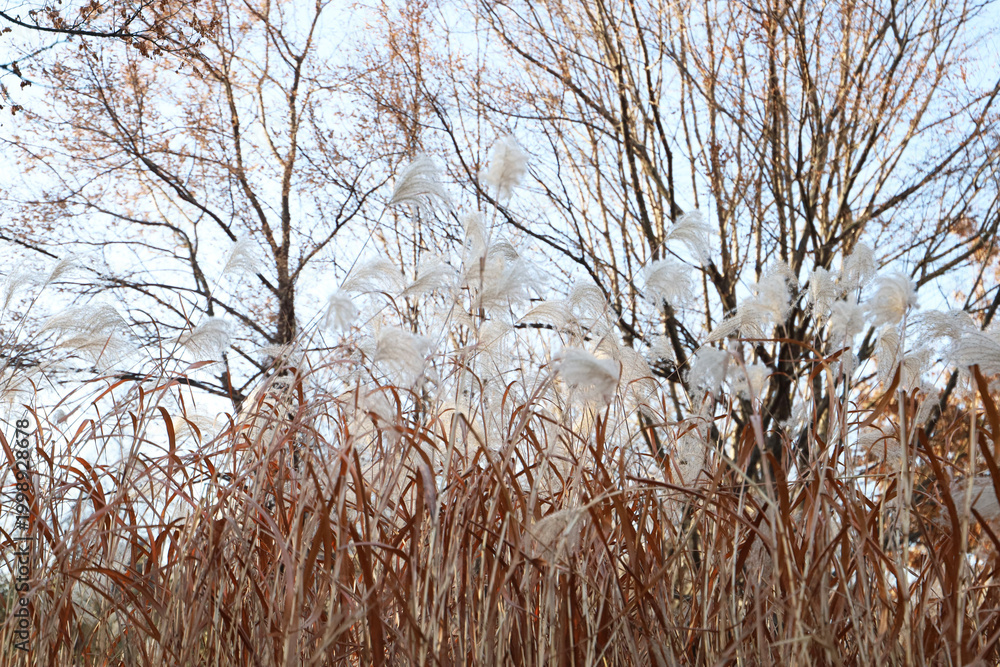 Obraz premium Soft white silver grass flowers blooming in a Korean park during winter.