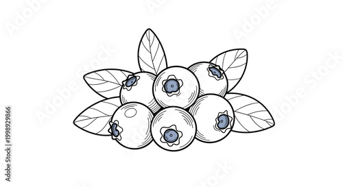 Detailed line drawing of a cluster of ripe blueberries and green leaves with subtle blue and grey color accents.