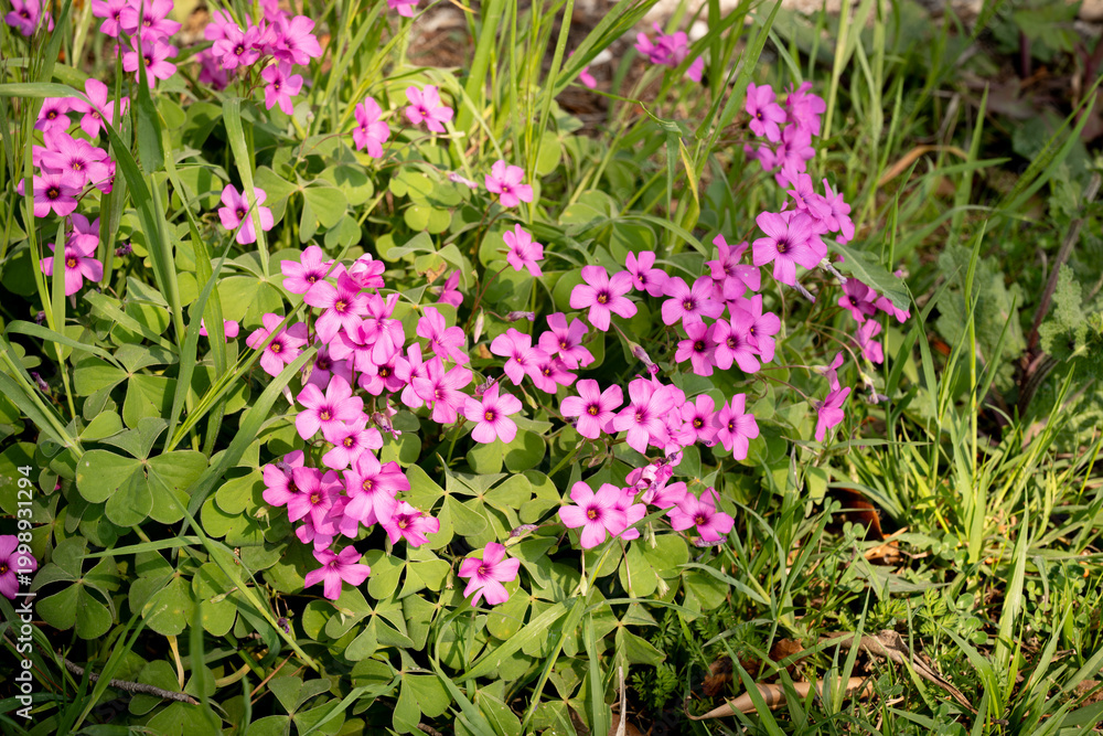 Obraz premium Pink Erodium ciconium flower, also known as Heron's bill, Storksbills or Filarees, on green leaves background