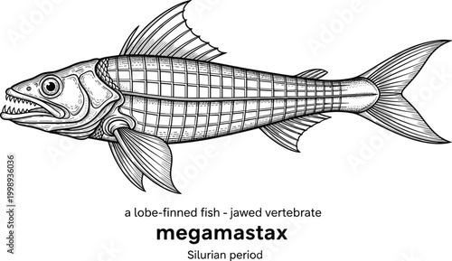 Ancient lobe-finned fish megamastax jawed vertebrate from Silurian period.