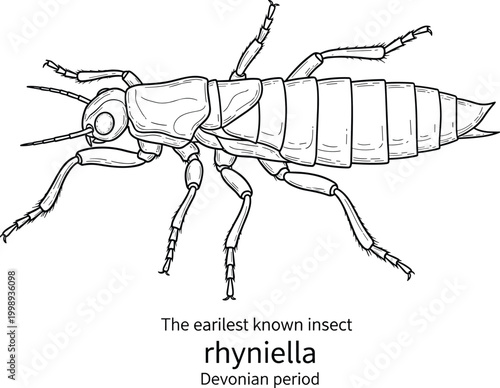 Earliest known insect rhyniella from devonian period prehistoric arthropod illustration.