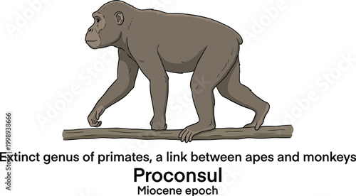Proconsul extinct primate genus miocene epoch link between apes and monkeys illustration.