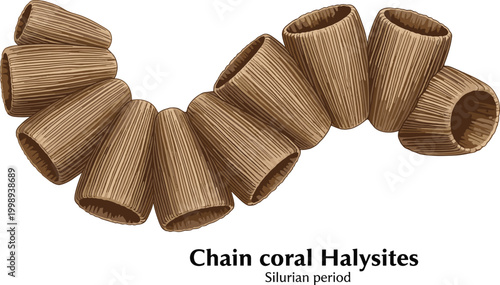 Ancient chain coral halysites fossil from Silurian period scientific illustration.
