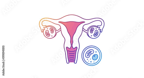 Uterus and ovaries illustration, female reproductive system, fertility and conception concept