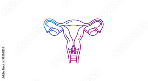 Uterus and ovaries illustration, gradient colors, female reproductive system, medical concept