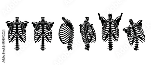 Human Rib Cage Anatomy Set, Skeleton Torso Bone Structure, Multiple Views of Chest Anatomy, Medical Illustration Silhouette for Orthopedic Diagnosis, Spine and Thoracic Cage Diagrams for Clinical Stud