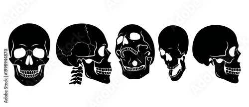Human Skull Set Isolated Black Silhouettes, Anatomy Study Collection, Medical Anatomical Views, Scary Halloween Design Elements, Vector Illustration of Head Bones for Horror Graphics and Educational P