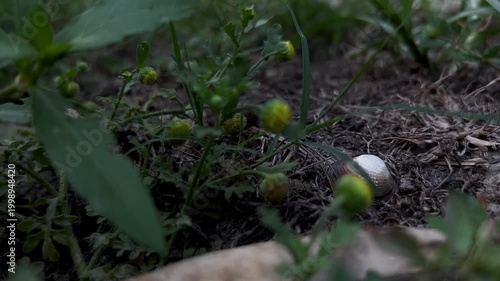 Close-up of Wild Green Flower Buds Growing on Dark Earth in a Forest Setting