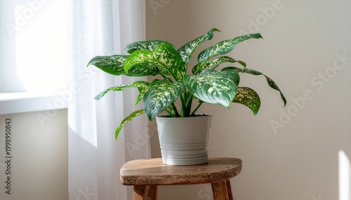 A photorealistic interior photograph of a healthy, beautifully variegated indoor plant (Aglaonema), emphasizing its complex and distinct white drift variegation patterns on lush green leaves, in a min