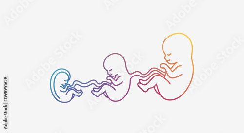 Stages of Fetal Development: Three Fetuses in Womb, Growth Progression, Rainbow Colors