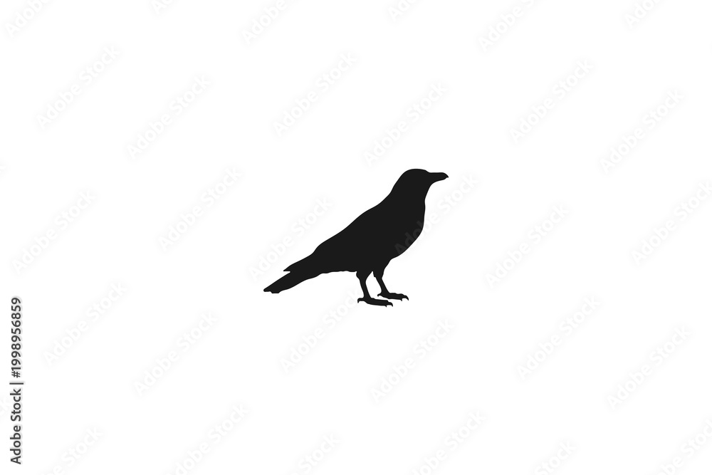 Fototapeta premium Black Crow or Raven Standing Isolated on White Background