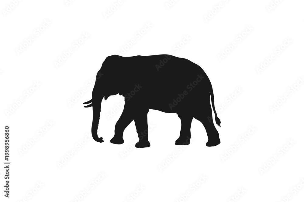 Fototapeta premium Large African Elephant Walking Side View Profile