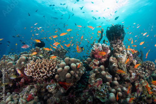 Bild auf Leinwand Colorful fish swim among coral reefs in clear ocean waters during a bright day i