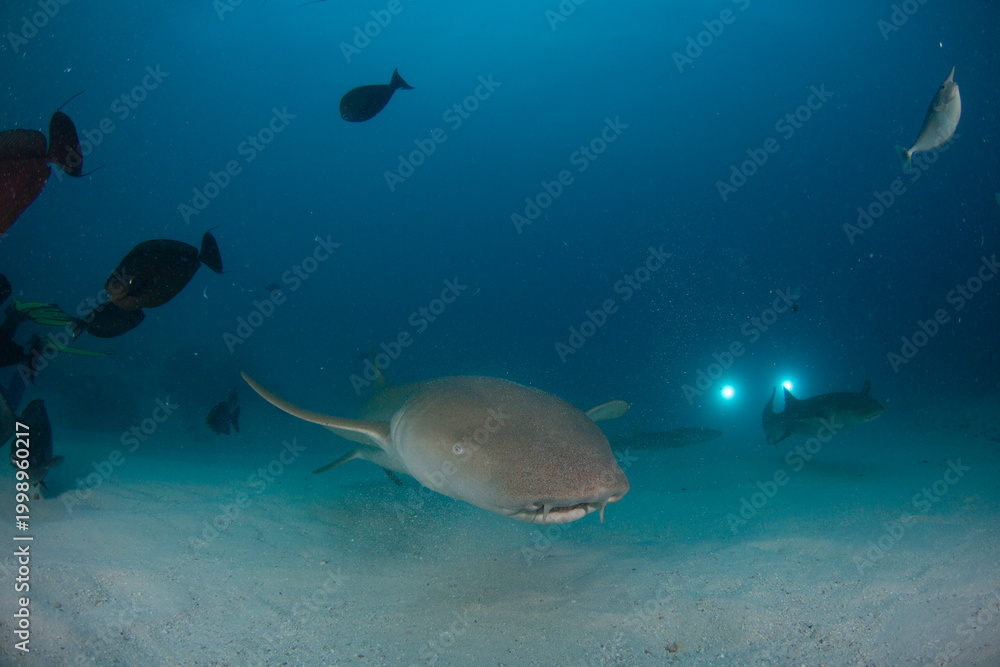 Fototapeta premium Shark swimming near divers in clear water at a coral reef during a sunny day