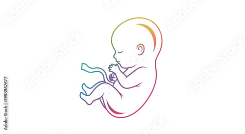 Fetus in womb, colorful outline, early pregnancy, human development, medical illustration