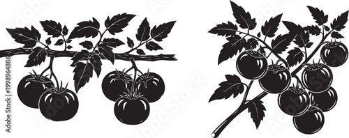 Tomato Plant Branch with Ripe Tomatoes Silhouette Vector Illustration.