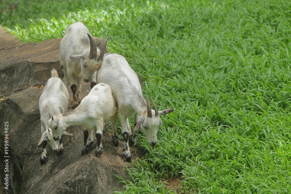 Fototapeta premium Pygmy goats can be seen roaming the grass during the day