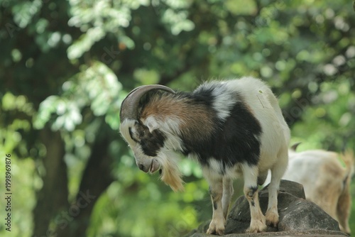 Side view of a male pygmy goat standing on a rock during the day