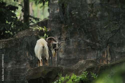 Side view of a male pygmy goat standing on a rock observing its surroundings during the day