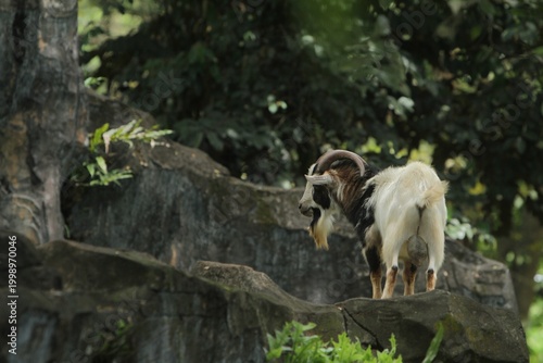 Side view of a male pygmy goat standing on a rock observing its surroundings during the day