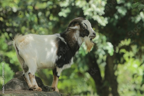 Side view of a male pygmy goat standing on a rock observing its surroundings during the day
