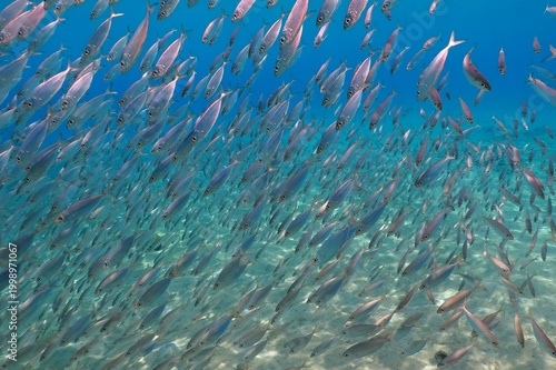 School of fish in the tropical blue ocean. Fish vortex, underwater photography from scuba diving with marine life. Animals in the sea. Aquatic wildlife in shallow water.