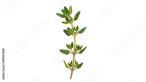 Fotografie Fresh green thyme herb sprig with tiny leaves, isolated on transparent backgroun