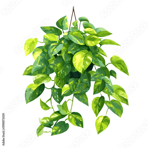 Jade Pothos, 2D flat vector illustration in icon style, isolated on a white background