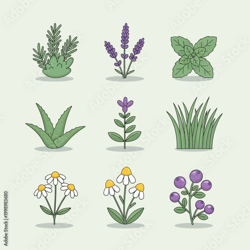 Collection of various herbs and plants for natural remedies and culinary uses.