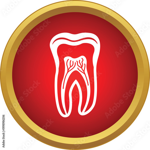 Human tooth presenting anatomical structure with dental pulp, roots, and nerves