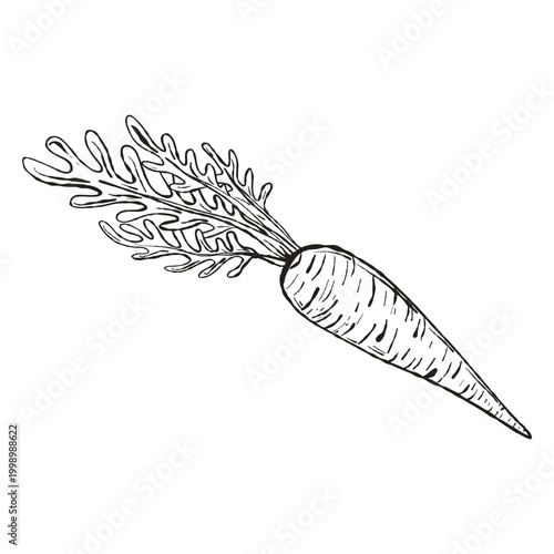Whole Carrot with Leaves Vector Illustration, Hand Drawn Sketch for Organic Produce and Health Branding