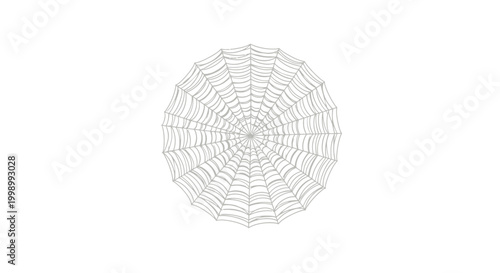 Detailed view of a spider web.
