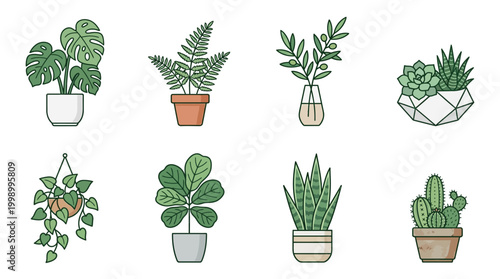 Diverse collection of popular indoor potted house plants illustrations.