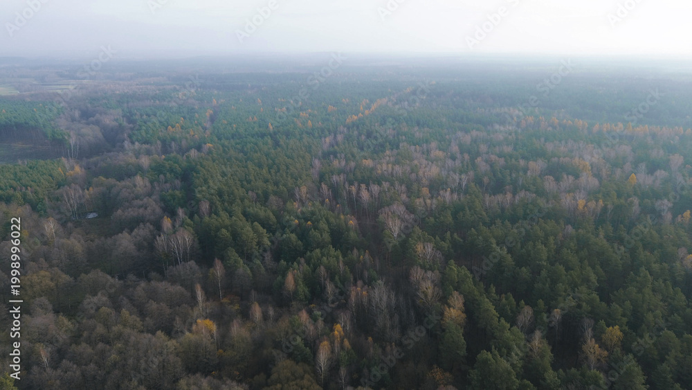 Fototapeta premium Autumn treetops in warm seasonal colors