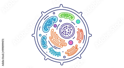 Animal Cell Diagram: Nucleus, Mitochondria, Golgi Apparatus, Ribosomes, Cytoplasm