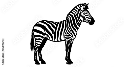 Black and white zebra standing