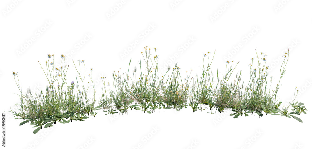 Fototapeta premium Wild grass and flowers isolated on transparent background