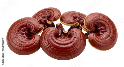 close up of five reddish brown reishi mushrooms with shiny curved caps isolated on white