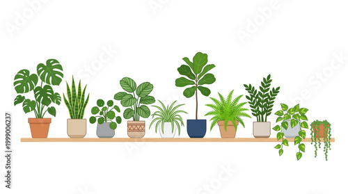 Collection of Various Potted Houseplants Arranged on a Wooden Shelf, Isolated on White Background