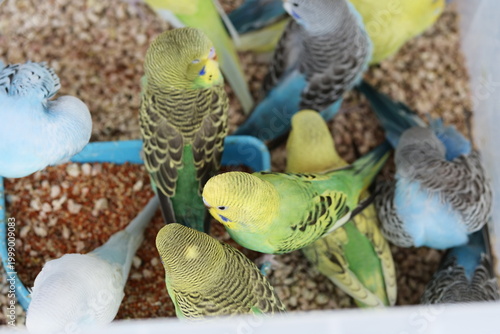 A group of colorful budgerigars feeding from a red bowl inside a pet enclosure.
