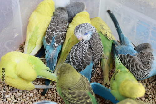 A group of colorful budgerigars feeding from a red bowl inside a pet enclosure.