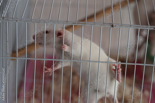 A white laboratory mouse climbing on the wire mesh of a metal cage in a lab.