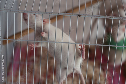 A white laboratory mouse climbing on the wire mesh of a metal cage in a lab.