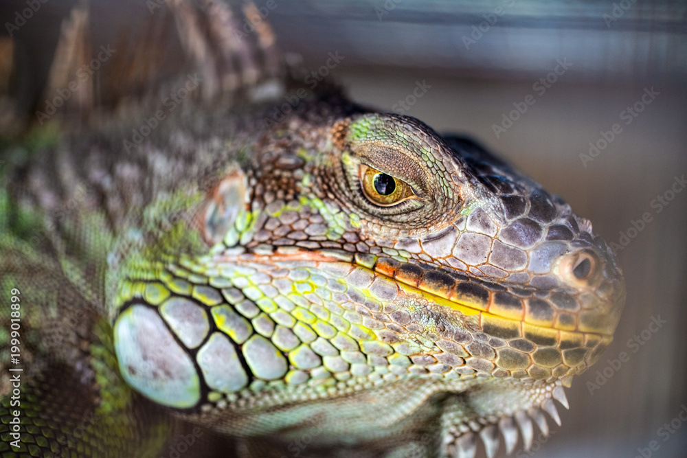 Fototapeta premium Extreme close-up of a green iguana head highlighting intricate scale patterns, vivid colors and sharp details in a natural reptile portrait.