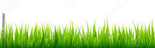 Meadow silhouette with green grass, plants on plain. Panoramic summer lawn landscape with herbs, various weeds. Herbal border, frame element. Black horizontal banners. Vector illustration