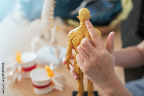 Medical healthcare diagnosis doctor patient consultation in anatomy clinic as hand points neck muscle model during consultation for pain relief and education focus on spine structure detail
