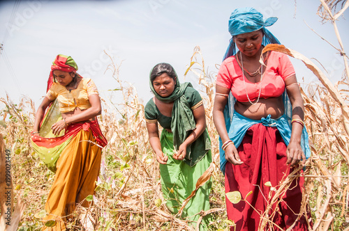 Indigenous woman harvest corn in corn field, India.